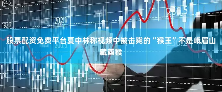 股票配资免费平台夏中林称视频中被击毙的“猴王”不是峨眉山藏酋猴